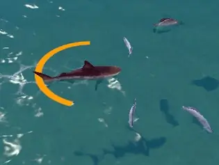 Shark Chomp Chase - casual game cover image